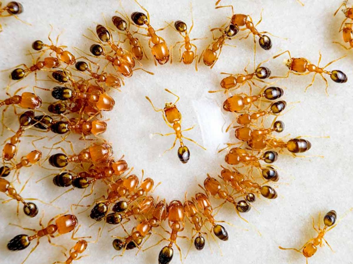 Pest control technician applying treatment