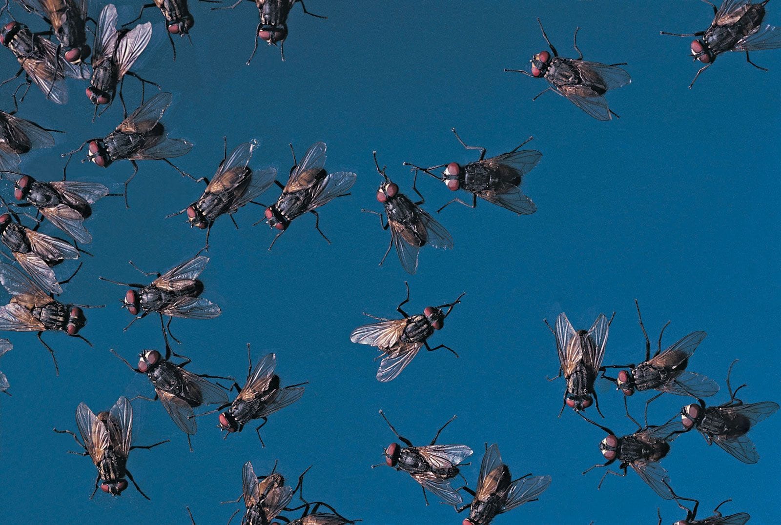 Pest control technician applying treatment