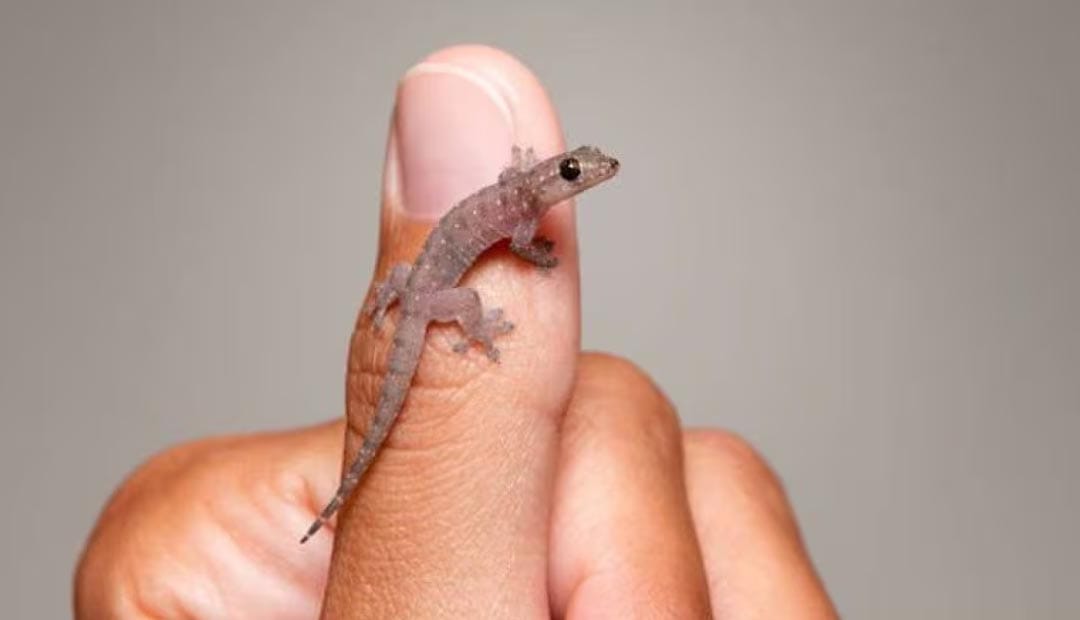 Cockroach infestation before treatment