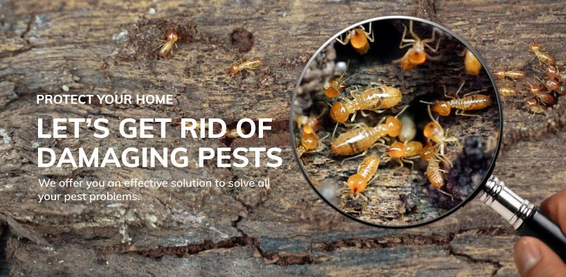 Home Pest Secure – Best Pest Control Services in Dwarka, Najafgarh & Delhi NCR | 100% Safe & Effective